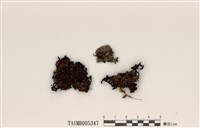 藏品(綿腹衣屬)的圖片